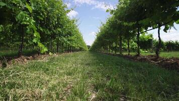 Green grape plants in the middle of nature video