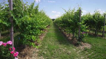 Green grape plants in the middle of nature video