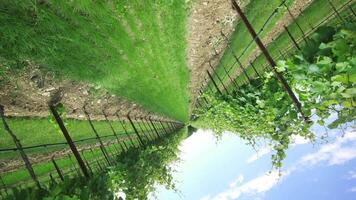 Green grape plants in the middle of nature video