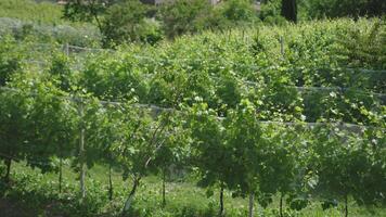 Green grape plants in the middle of nature video