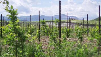 Plantation of grapes in front of the mountains video