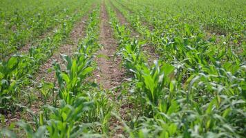 Young maize field in rows video