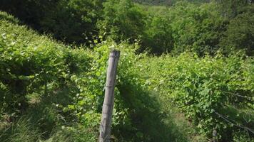 Green grape plants in the middle of nature video