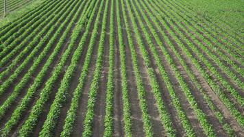 Field of cultivation of green plants in rows video