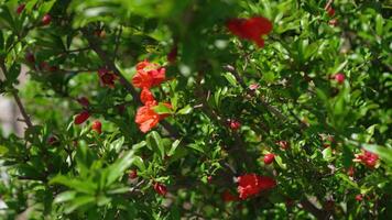 Tree with red flowers that open video