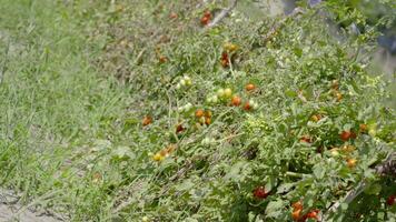 Green plantation with red tomatoes video