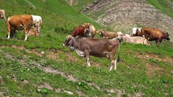 Farm cows on the grass in the mountains video