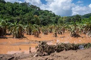 Banana farm fields in Chiang Rai province have been covered with flood waters and mud after typhoon Yagi swept across Thailand. photo