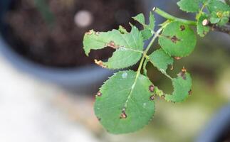 Rose leaves having black spot and wound from pest. Roses are best known for falling prey to aphids and various fungal diseases. photo