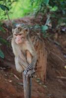 The rhesus monkey, also known as the Rhesus Macaque, is one of the most well-known Old World monkey species photo