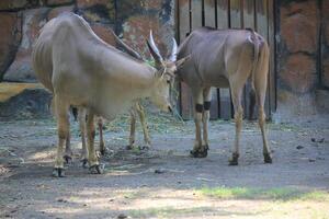 Elland or Taurotragus oryx is a species of antelope from the African continent with spiral horns photo