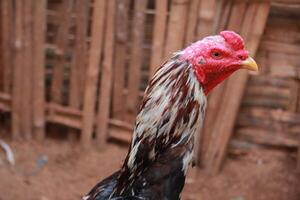 A vibrant rooster with detailed plumage and bright red comb, photographed against a bamboo background in natural light photo