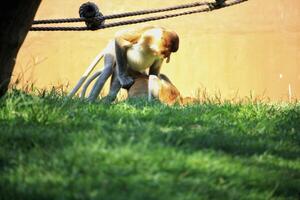 A pair of proboscis monkeys interacting on grass in a zoo enclosure under sunlight photo
