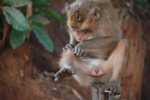 The rhesus monkey, also known as the Rhesus Macaque, is one of the most well-known Old World monkey species photo