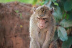The rhesus monkey, also known as the Rhesus Macaque, is one of the most well-known Old World monkey species photo