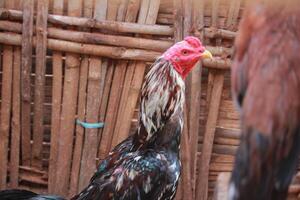 A vibrant rooster with detailed plumage and bright red comb, photographed against a bamboo background in natural light photo