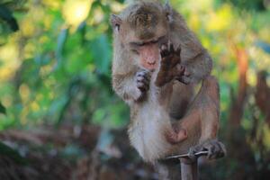 The rhesus monkey, also known as the Rhesus Macaque, is one of the most well-known Old World monkey species photo