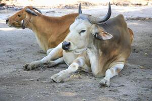 cow resting peacefully on dirt ground in a rural setting, illuminated by soft sunlight photo