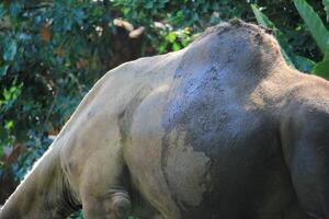 Camel's Hump and Back in a Lush Natural Green Environment photo