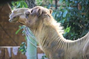 Side view of a camel's face and neck in a lush, green environment photo