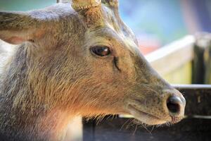 a deer with antlers in a zoo enclosure, radiating tranquility photo