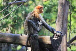 Proboscis Monkey Relaxing on a Wooden Log in Tropical Forest Habitat photo