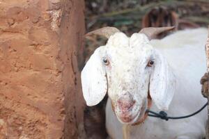 White Goat with Horns Tied Near Mud Wall in Rural Setting photo