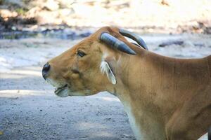 cow resting peacefully on dirt ground in a rural setting, illuminated by soft sunlight photo