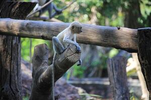 A baby Proboscis Monkey Relaxing on a Log in Its Habitat photo
