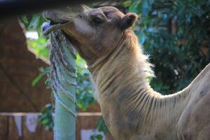 Side view of a camel's face and neck in a lush, green environment photo