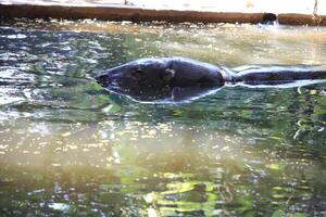 Hippopotamus Submerged in Water with Peaceful Natural Surroundings and Sunlight Reflection photo