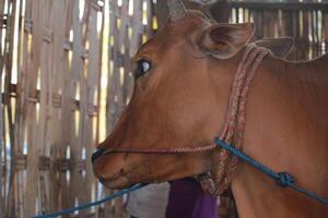 a Brown Cow with Rope Harness in a Bamboo Shed photo