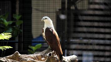 Elang Bondol or haliastur indus with majestic brown and white plumage photo