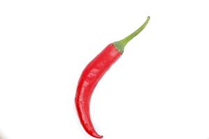 Single chili pepper isolated on white background. photo