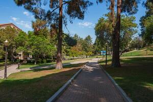 Brick Walkway Lined with Trees on UCLA Campus in Los Angeles photo