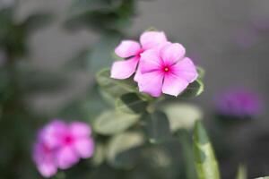 Geranium flower, native UK plant geransium sylvaticum, close up of flowering specimen in spring photo