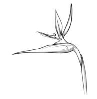 hand drawing of a Strelitzia nicolai flower vector