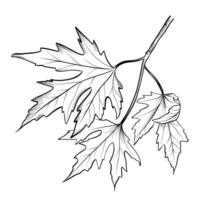 hand-drawn maple branches with leaves vector