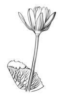 black and white hand-drawn drawing of a lotus flower with a leaf vector