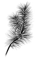 hand drawing of a pine branch with a cone vector
