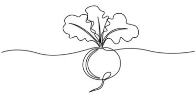 Beetroot in continuous line art drawing vector