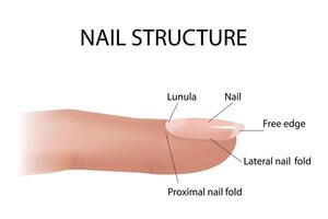 Structure and diagram of the nail. Cross-section and anatomy of nails vector