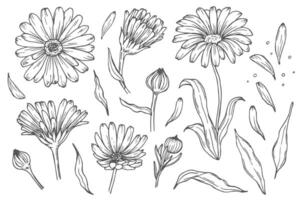 Drawing of line calendula flower. Contour elements isolated on a white background. set. An ingredient for herbal tea, medicinal and cosmetic preparations. vector