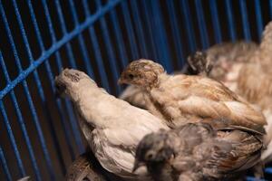 A group of Coturnix lived on a breeding farm, waited for the right time to sell. photo