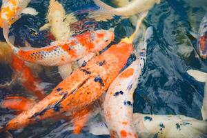 A variety and fancy carp fish with red yellow orange black gold and silver colour swim in the large water tank with refection surface at outdoor field. photo