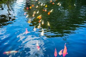 A variety and fancy carp fish with red yellow orange black gold and silver colour swim in the large water tank with refection surface at outdoor field. photo