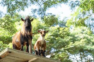 Two mountain goats are depicted standing above the mountain's base, with a sling line and a background of green trees. photo