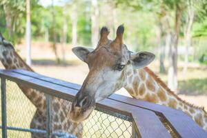 Close up of a giraffe in front of some green trees, looking at the camera. Curious giraffe looks at you head shot close up portrait. photo