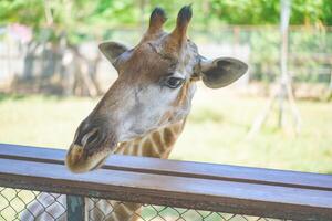 Close up of a giraffe in front of some green trees, looking at the camera. Curious giraffe looks at you head shot close up portrait. photo