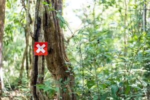 Shot of trunk of tree with a white x sign painted on the red board. One tree in green forest marked with white X. photo